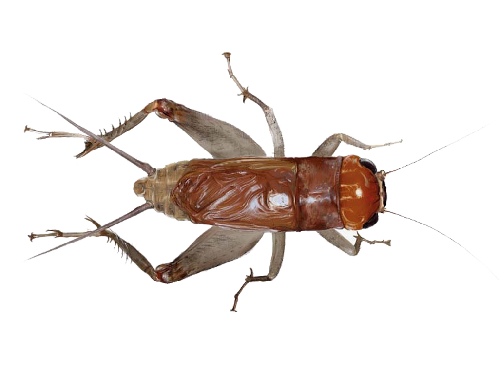 Cricket Insect Transparent Background
