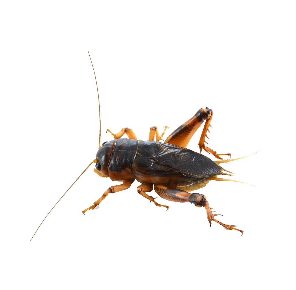 Cricket Insect Transparent File