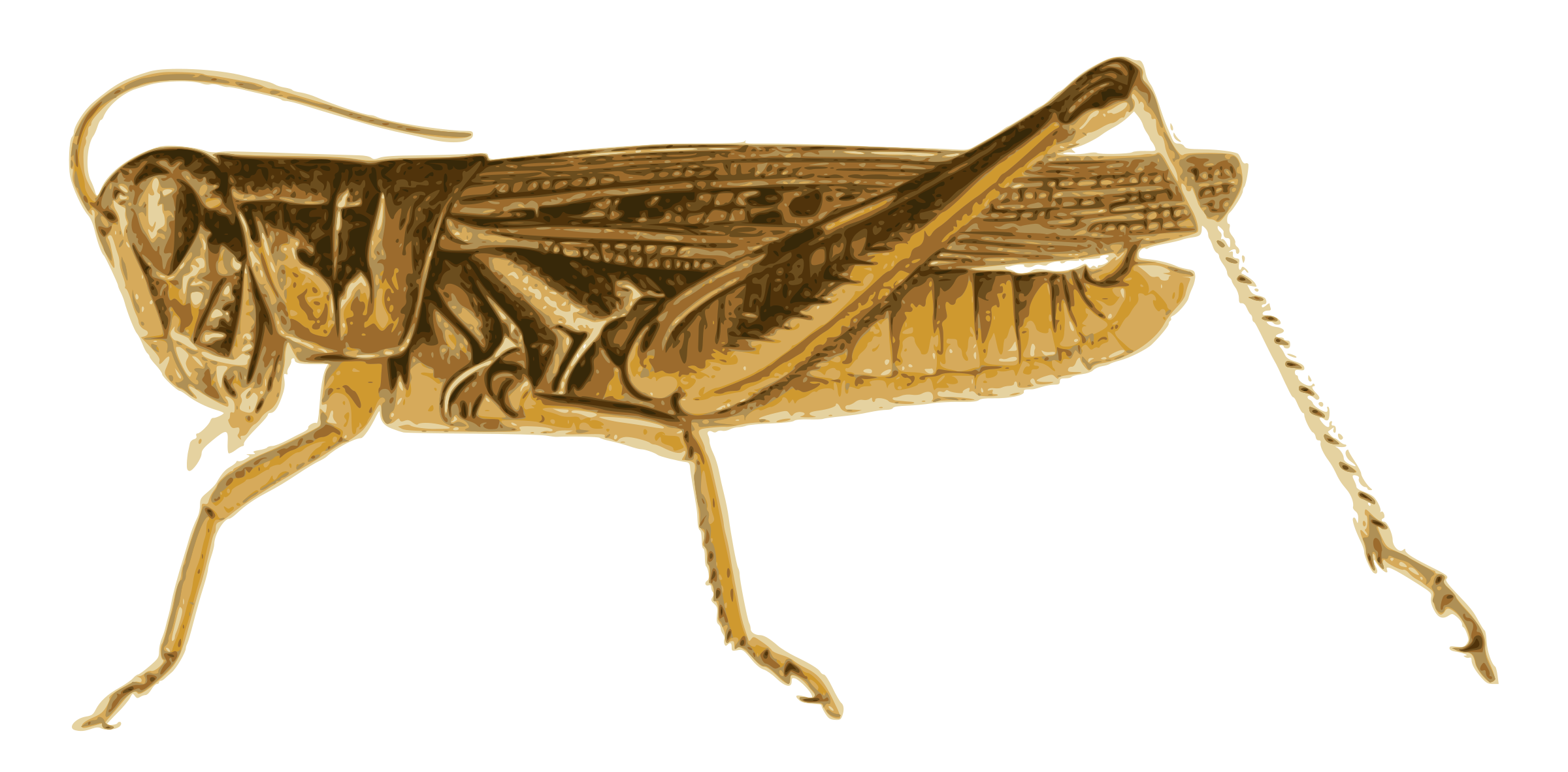 Cricket Insect Transparent Free PNG