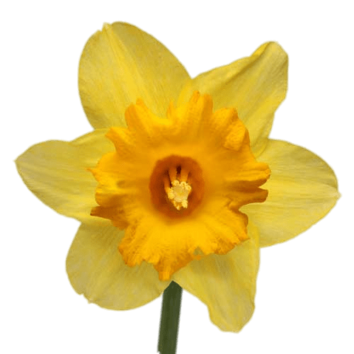 Daffodils Download Free PNG