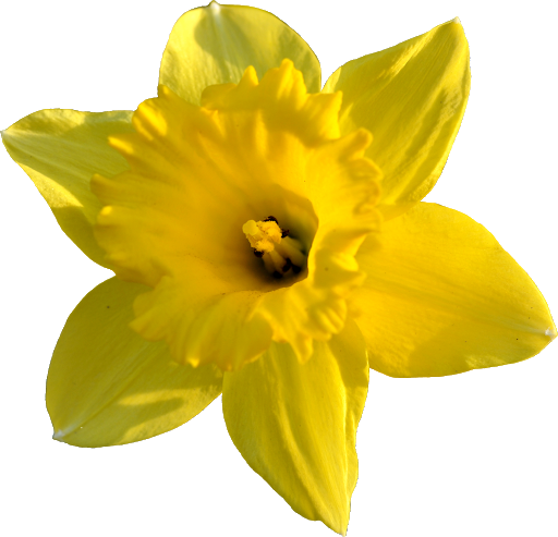 Daffodils Flower Background PNG Image - PNG Play