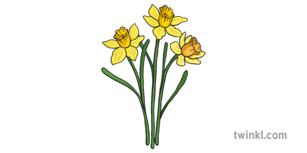 Daffodils Flower Download Free PNG