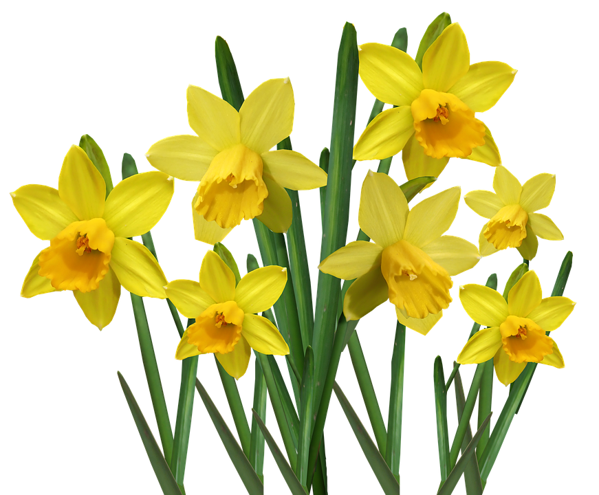 Daffodils Flower Free PNG