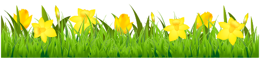 Daffodils Flower PNG HD Quality