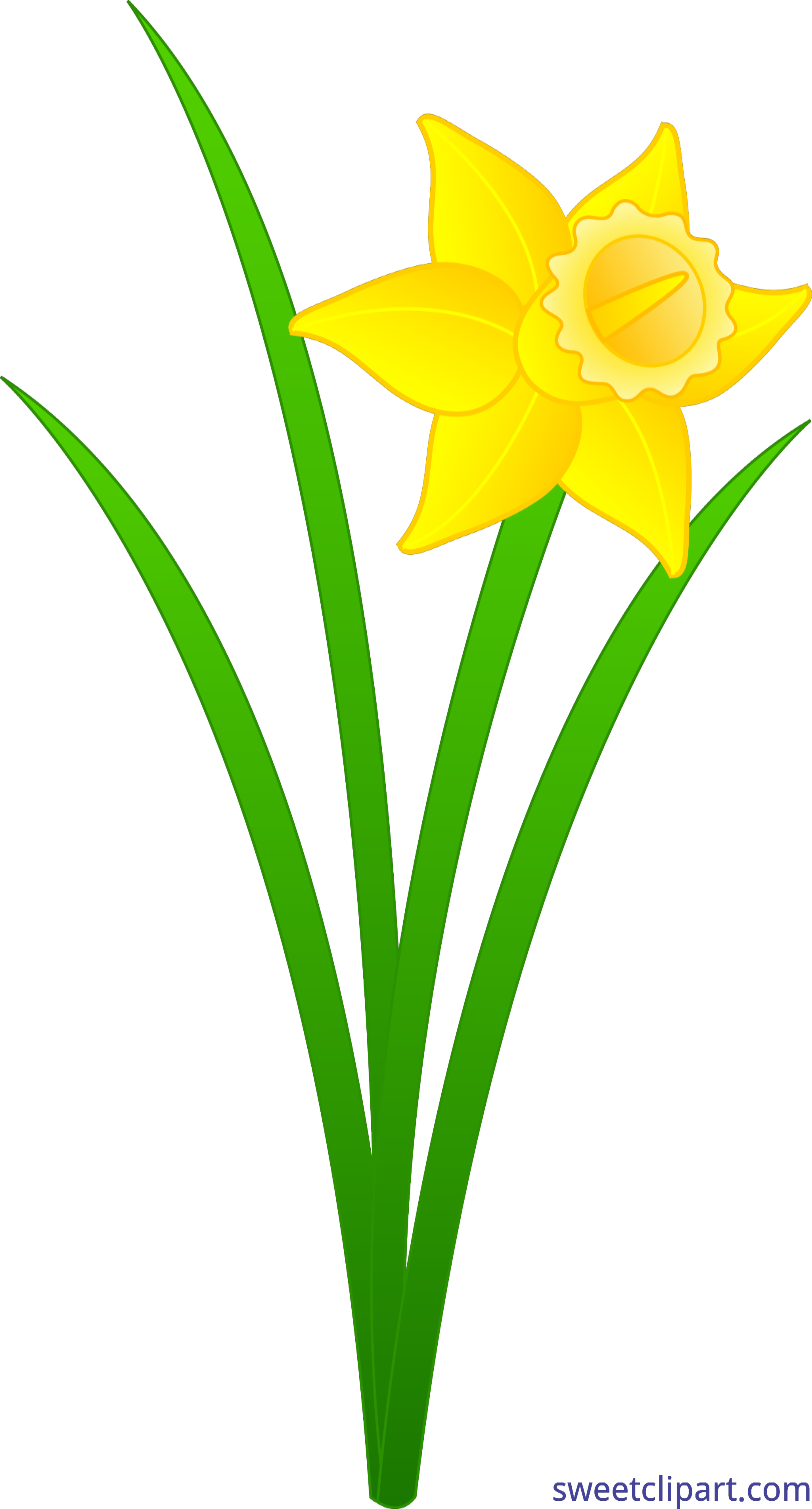 Daffodils Flower Transparent Background