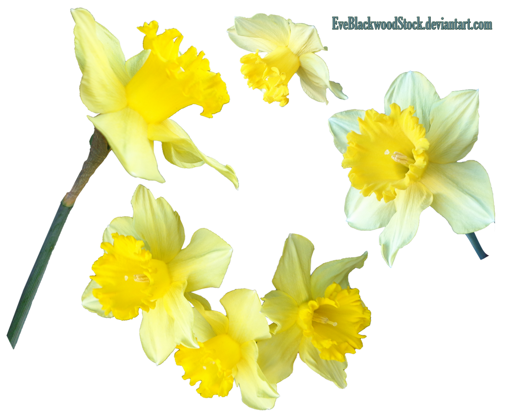 Daffodils Flower Transparent File