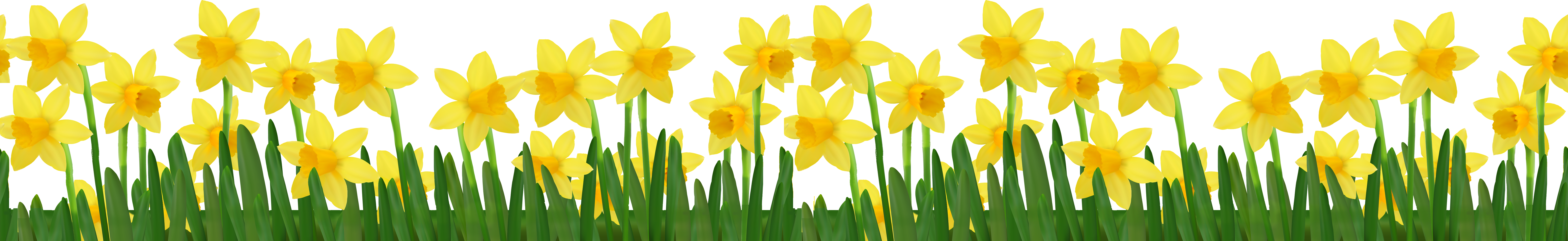 Daffodils Flower Transparent Free PNG
