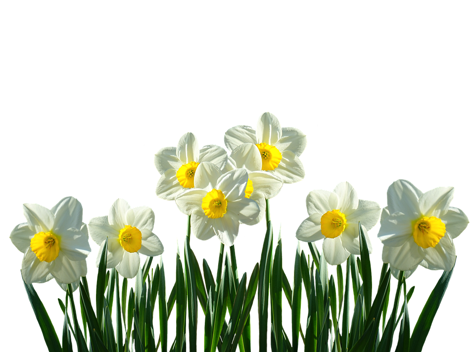 Daffodils Flower Transparent Image