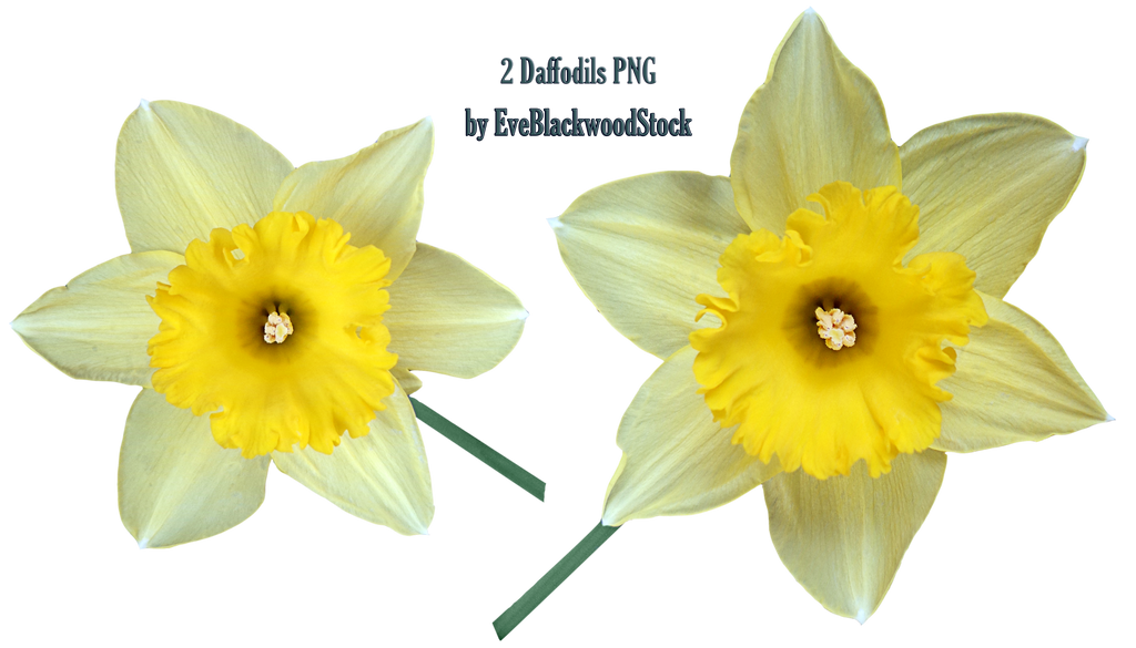 Daffodils Flower Transparent Images