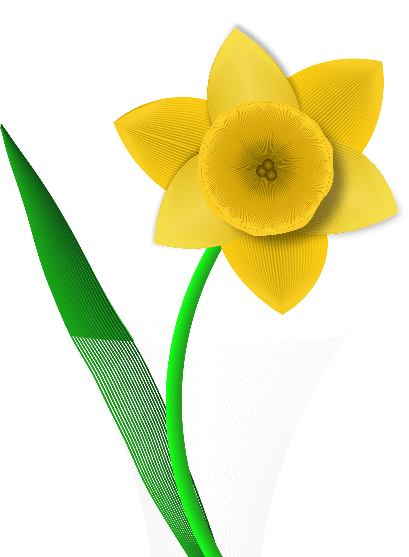 Daffodils Flower Transparent PNG