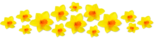 Daffodils PNG Clipart Background