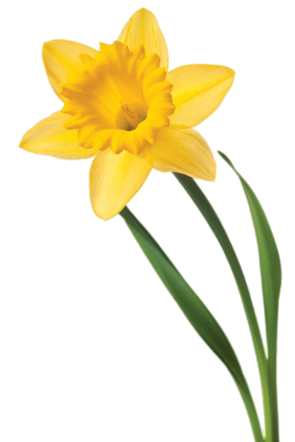 Daffodils PNG HD Quality