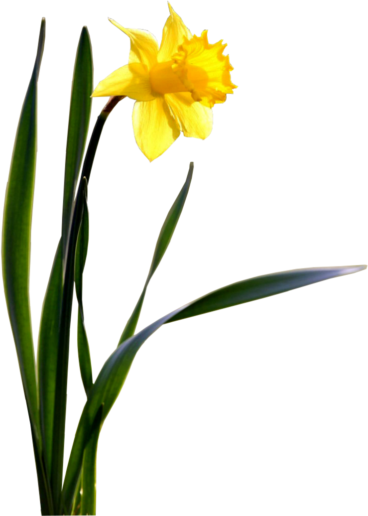 Daffodils PNG Images HD