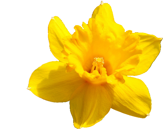 Daffodils Transparent Image - PNG Play