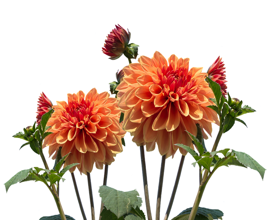 Dahlia Download Free PNG