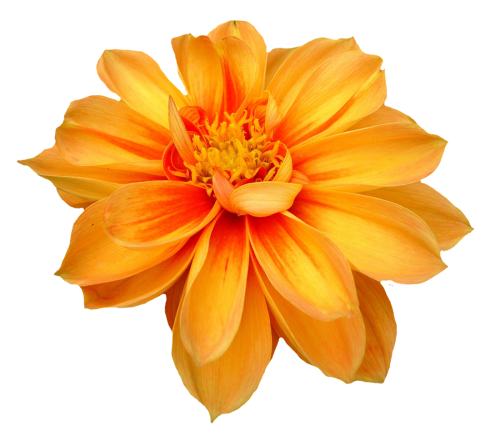 Dahlia Flower Background PNG Image
