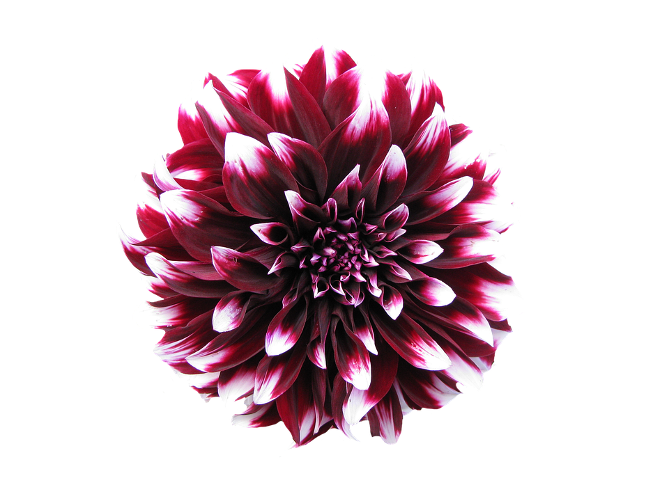 Dahlia Flower PNG Clipart Background
