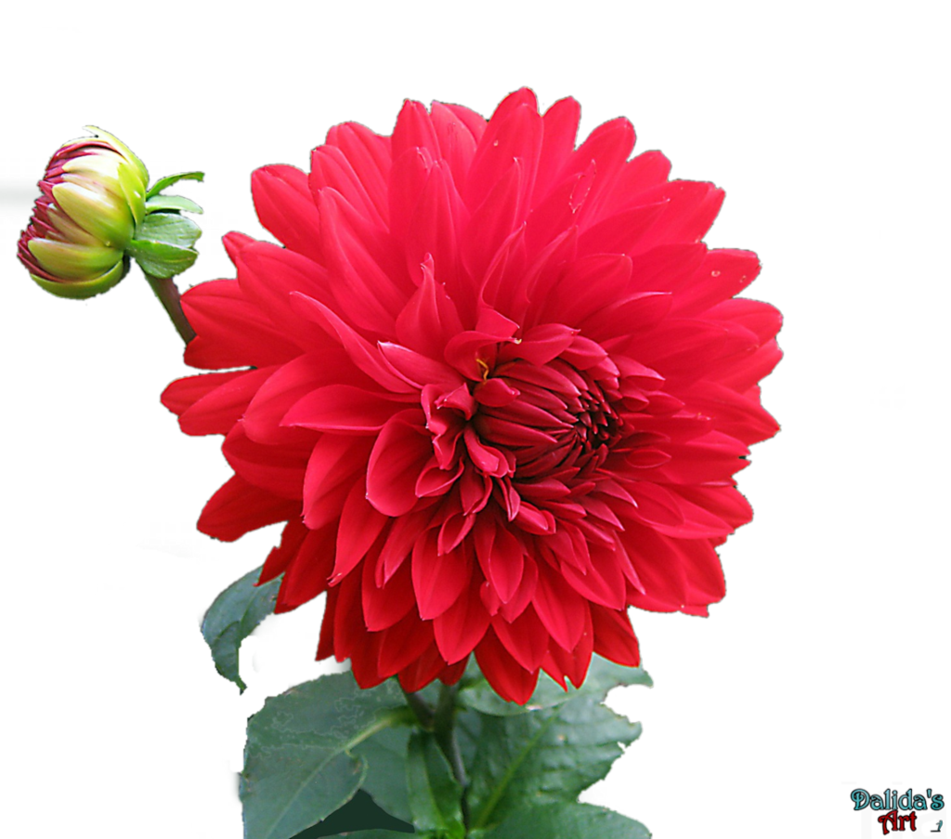 Dahlia Flower PNG HD Quality