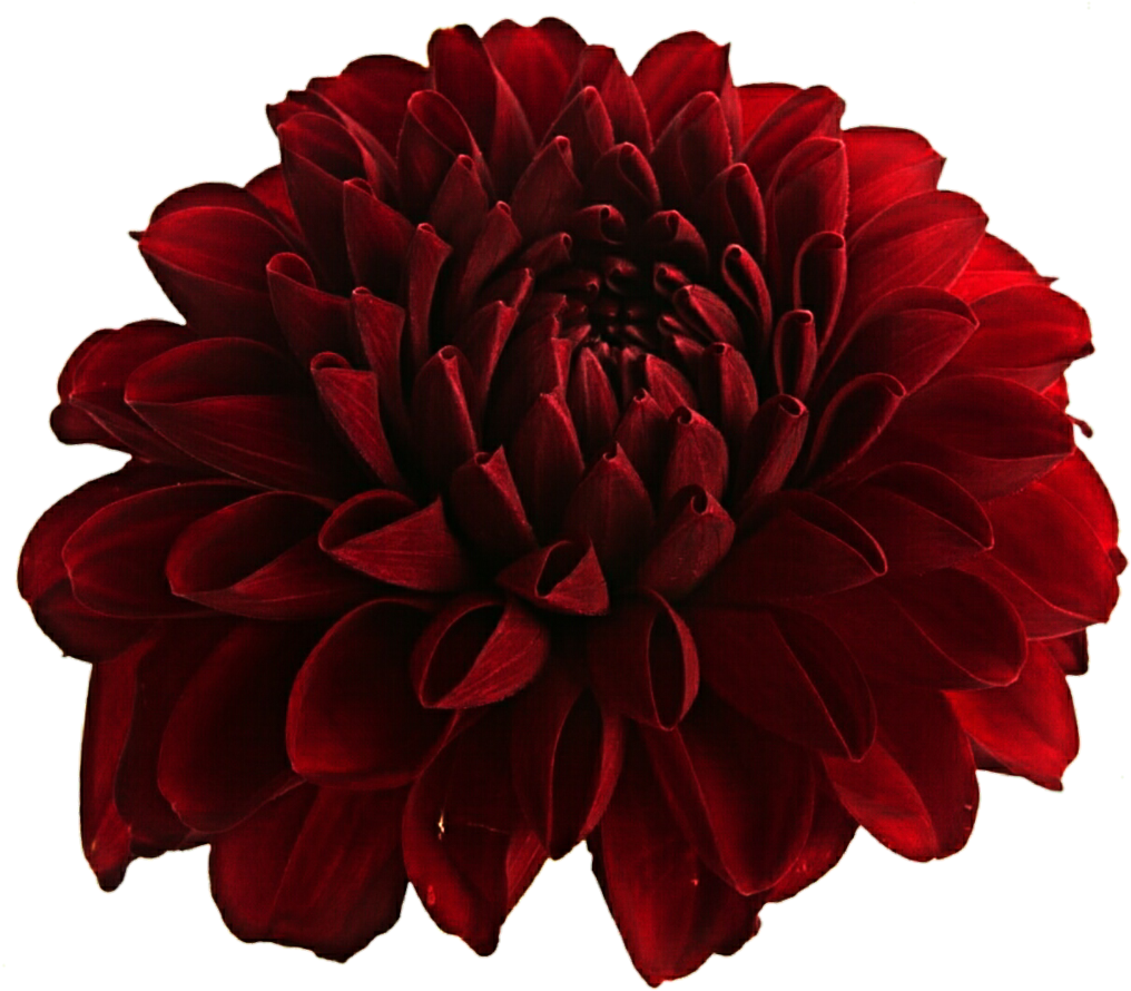 Dahlia PNG Clipart Background