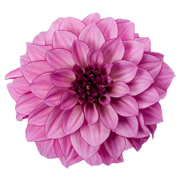 Dahlia Pink Flower Background PNG Image