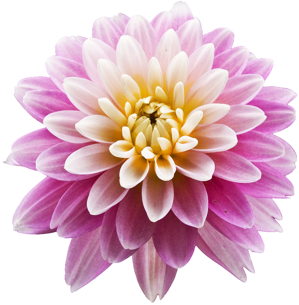 Dahlia Pink Flower Download Free PNG