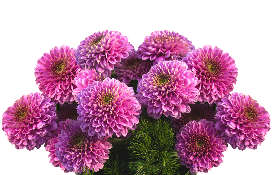 Dahlia Pink Flower PNG Clipart Background
