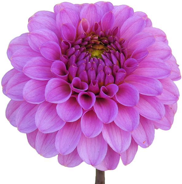 Dahlia Pink Flower PNG HD Quality