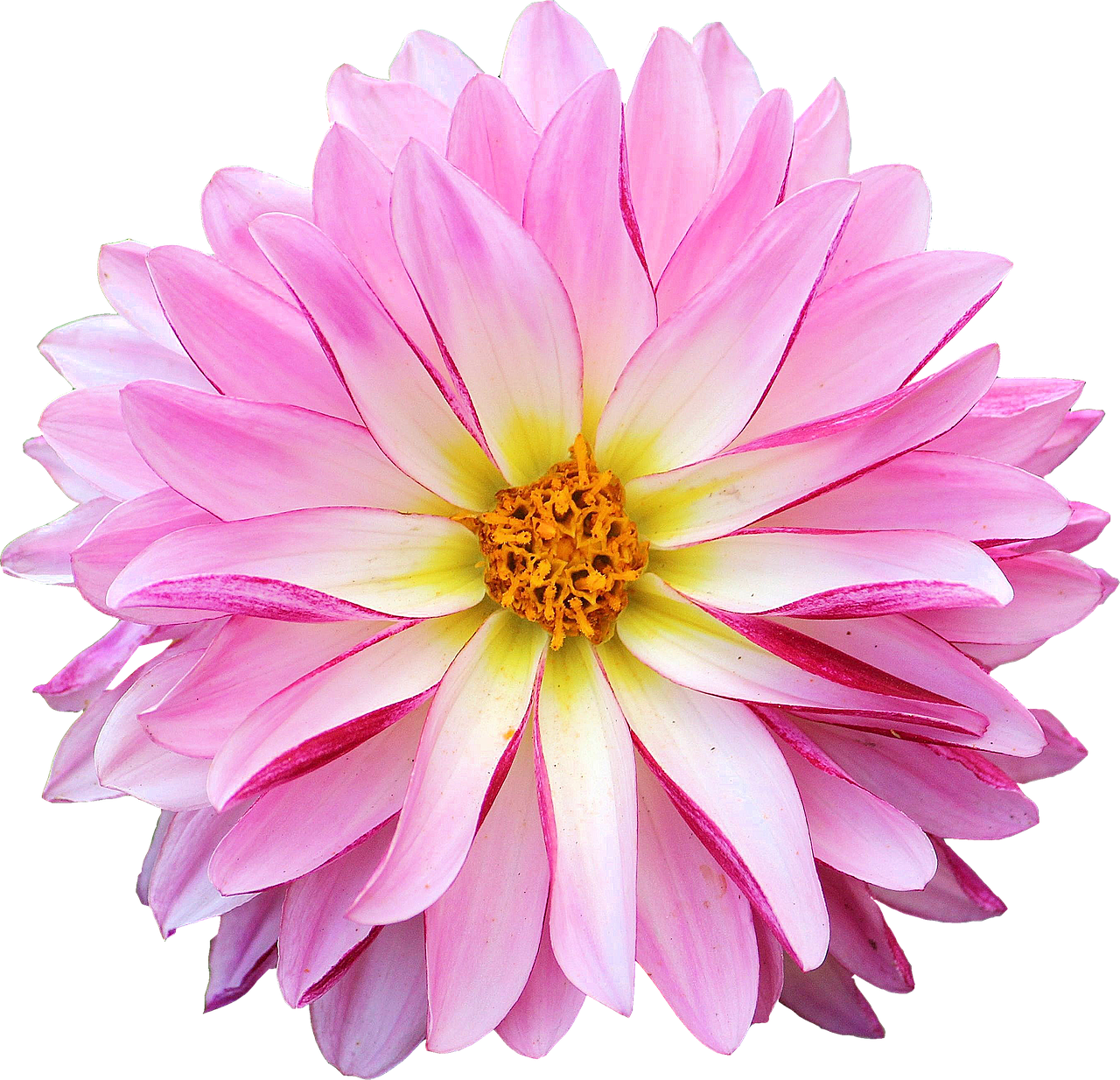 Dahlia Pink Flower Transparent Background