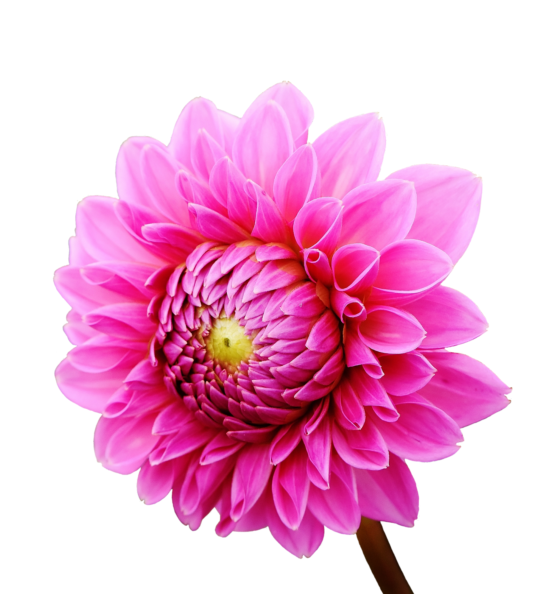 Dahlia Pink Flower Transparent File