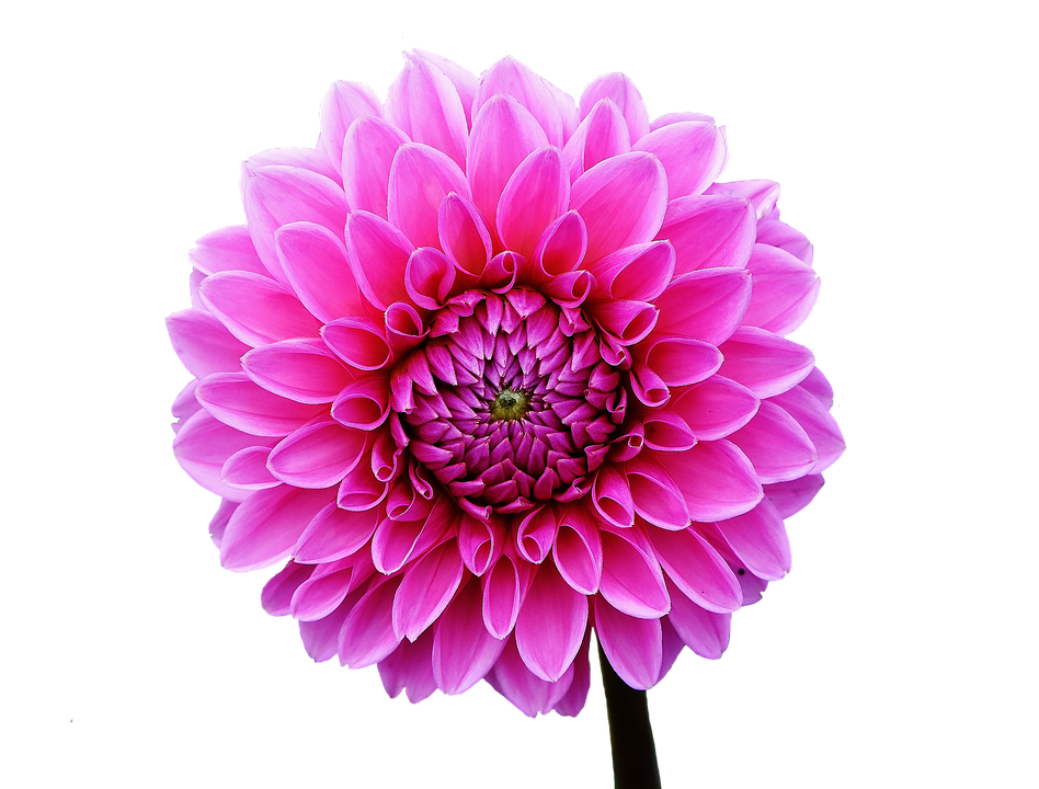 Dahlia Pink Flower Transparent Free PNG