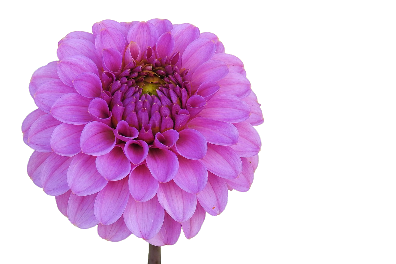 Dahlia Pink Flower Transparent PNG