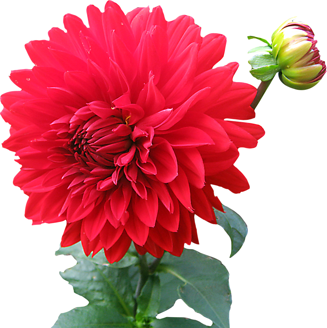 Dahlia Red Flower Background PNG Image