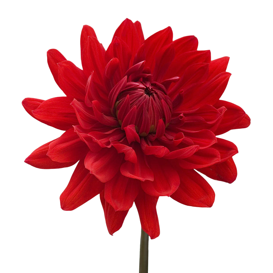 Dahlia Red Flower PNG Clipart Background