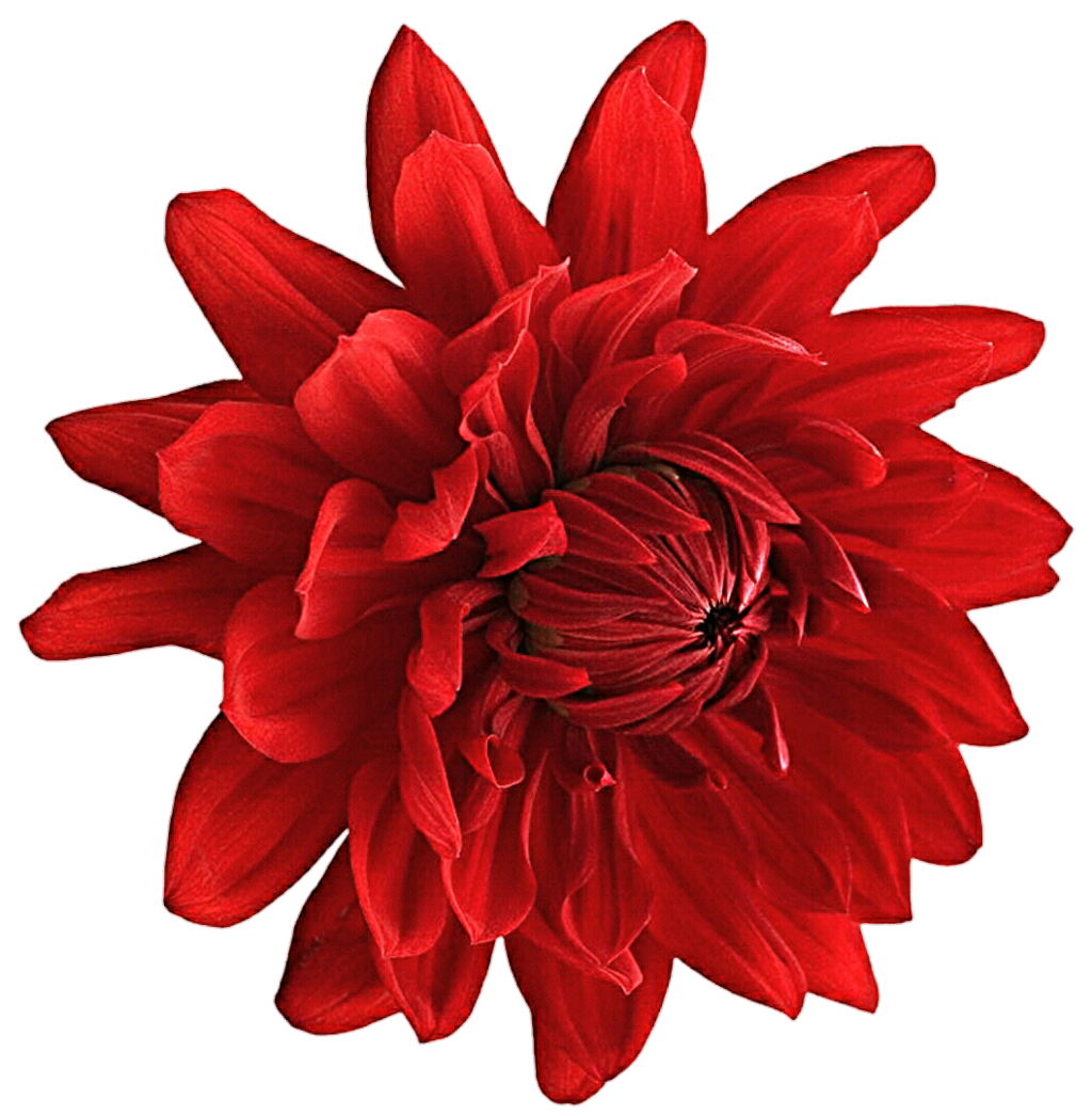 Dahlia Red Flower PNG HD Quality