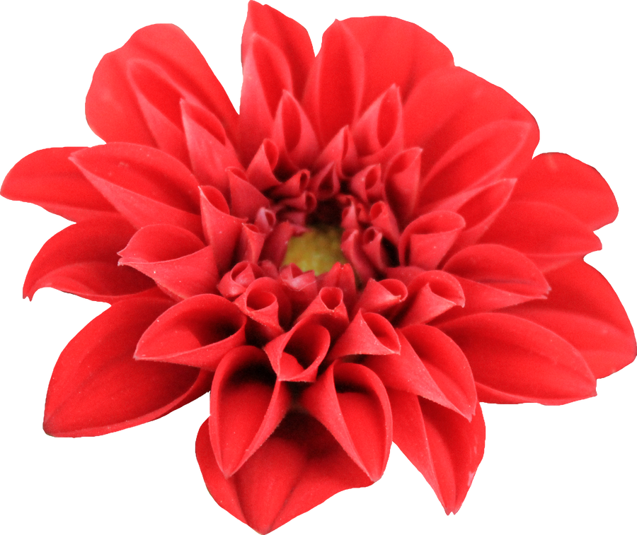 Dahlia Red Flower Transparent File