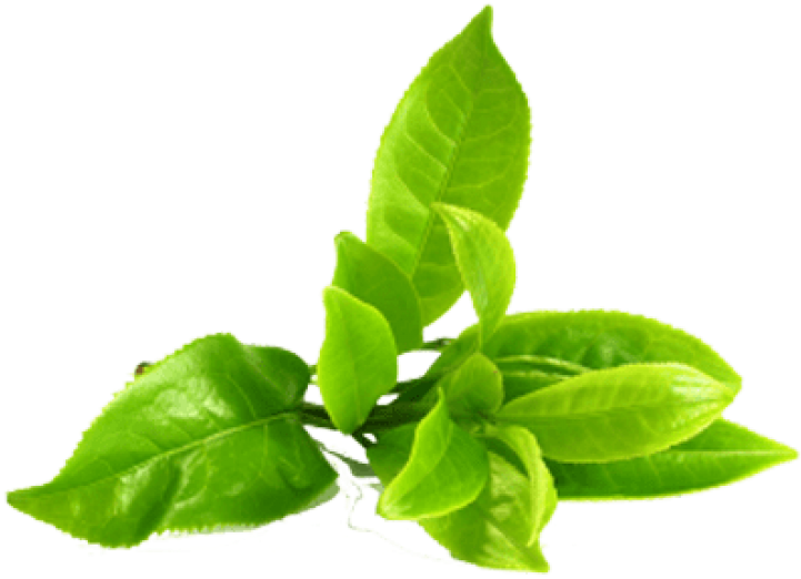 Green Tea Leaves Background PNG Image