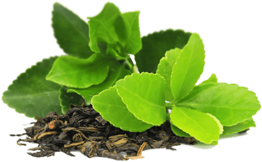 Green Tea Leaves PNG HD Quality