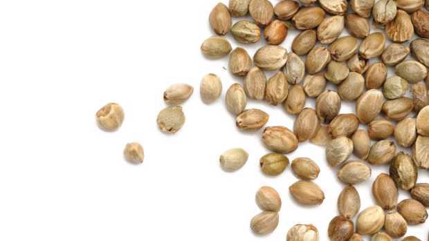 Hemp Seeds Background PNG Image