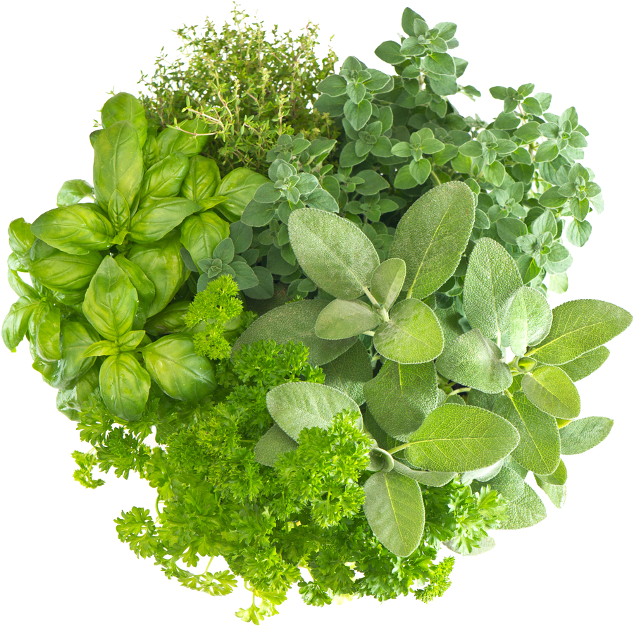 Herb PNG Clipart Background