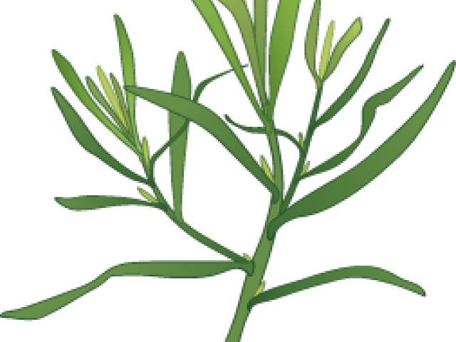 Herb PNG Images HD