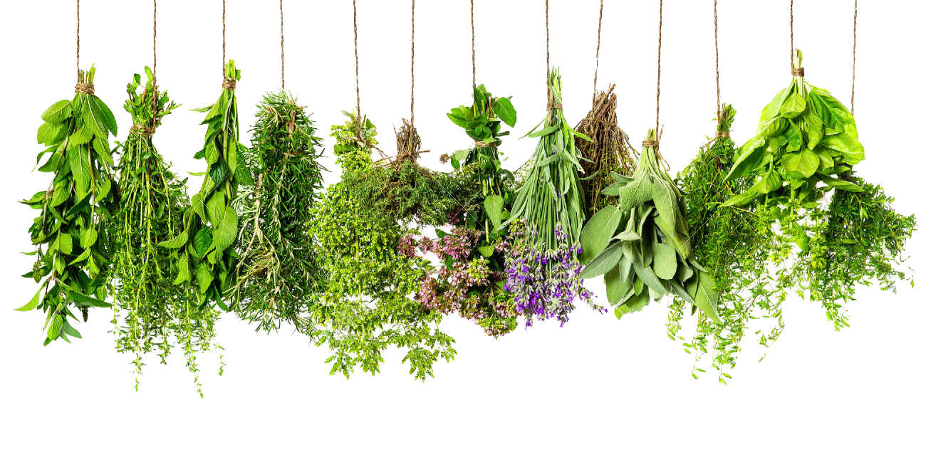 Herb PNG Pic Background