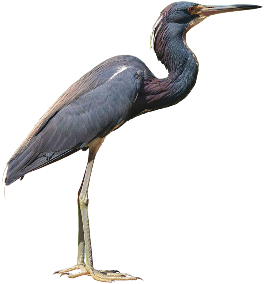 Heron Bird Background PNG Image