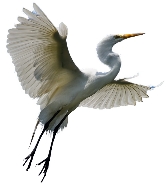 Heron Bird Transparent Background