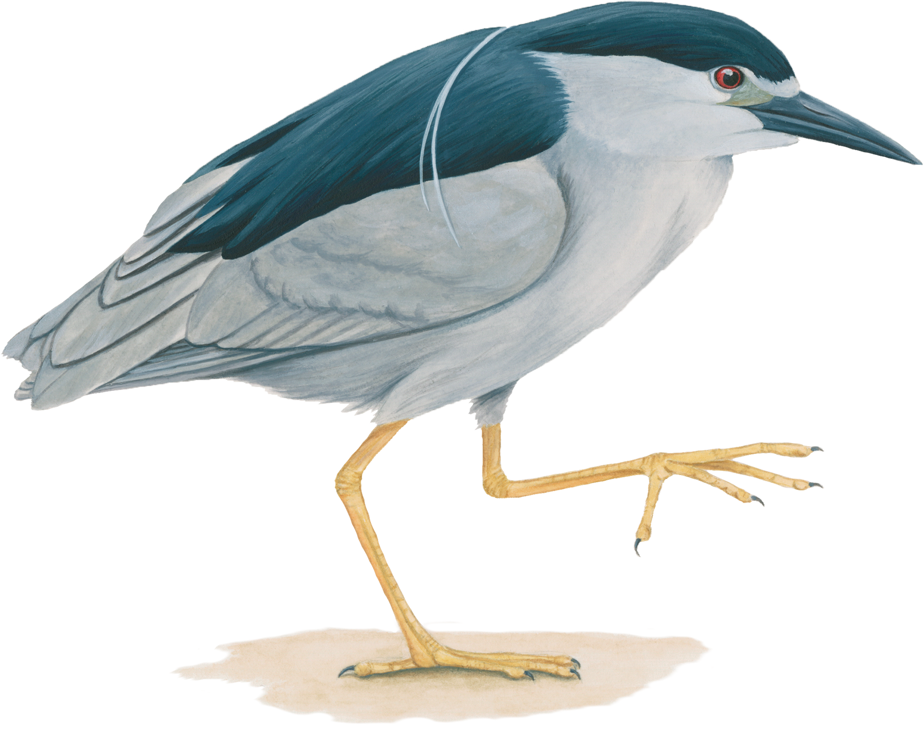 Heron PNG Clipart Background