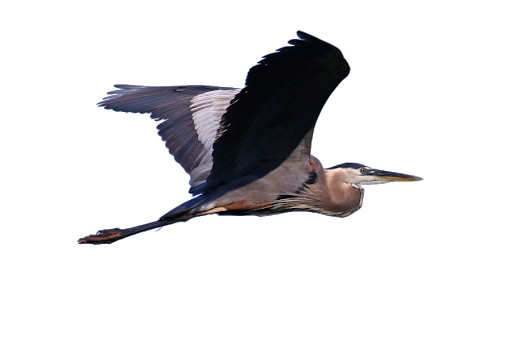 Heron Transparent Free PNG