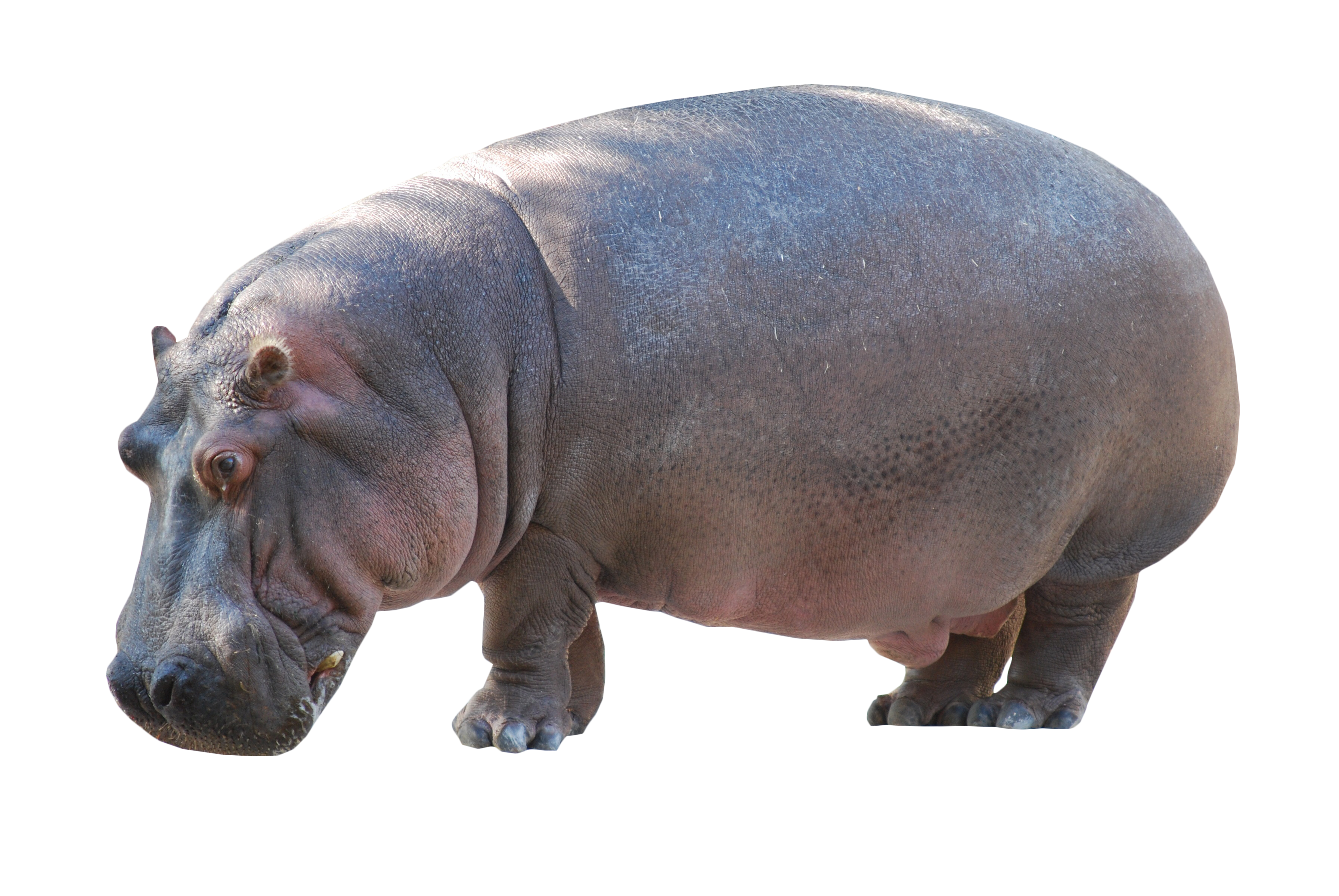 Hippopotamus Standing PNG Clipart Background