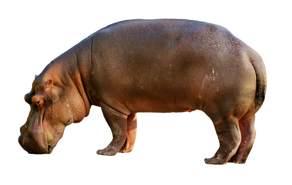 Hippopotamus Standing PNG HD Quality