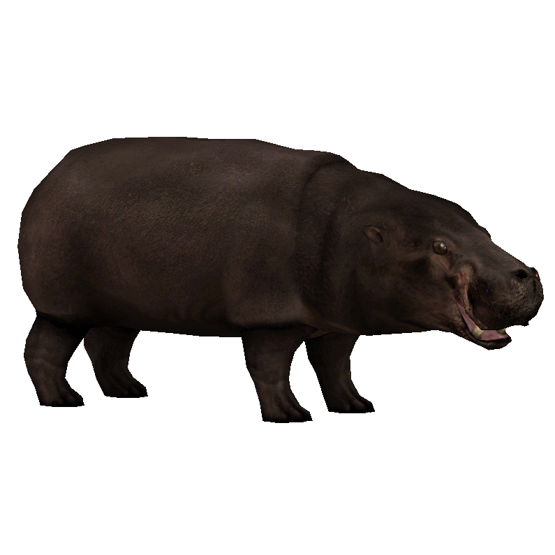 Hippopotamus Standing Transparent Background