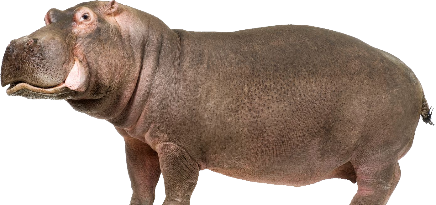 Hippopotamus Standing Transparent File