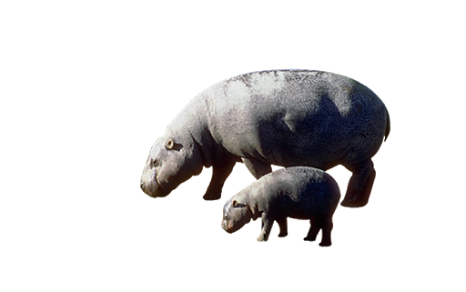 Hippopotamus Transparent Free PNG